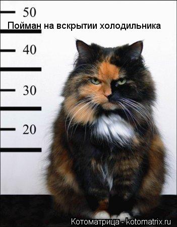 Пойман на вскрытии холодильника... Котоматрица: Пойман на вскрытии холодильника