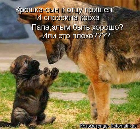 Крошка-сын к отцу пришел И спросила кроха Папа,злым быть хорошо? Или это плохо????... Котоматрица: Крошка-сын к отцу пришел И спросила кроха Папа,злым быть хорошо? Или это плохо????