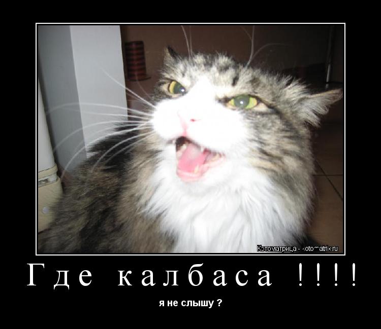 Где калбаса !!!! я не слышу ?... Котоматрица: Где калбаса !!!! я не слышу ?