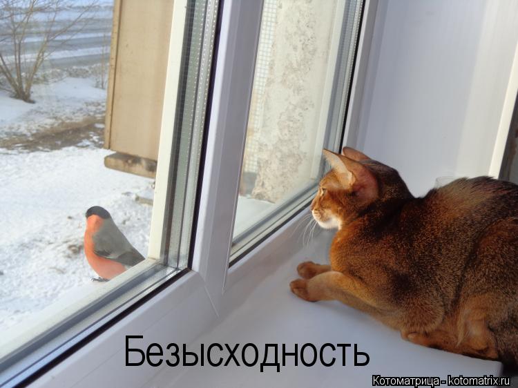 Безысходность... Котоматрица: Безысходность