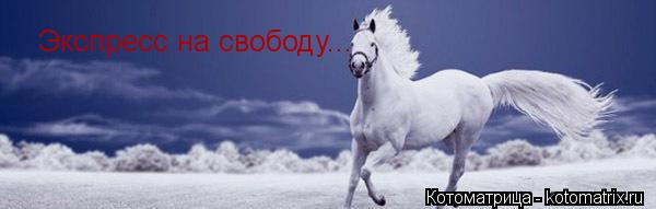 Экспресс на свободу...... Котоматрица: Экспресс на свободу...