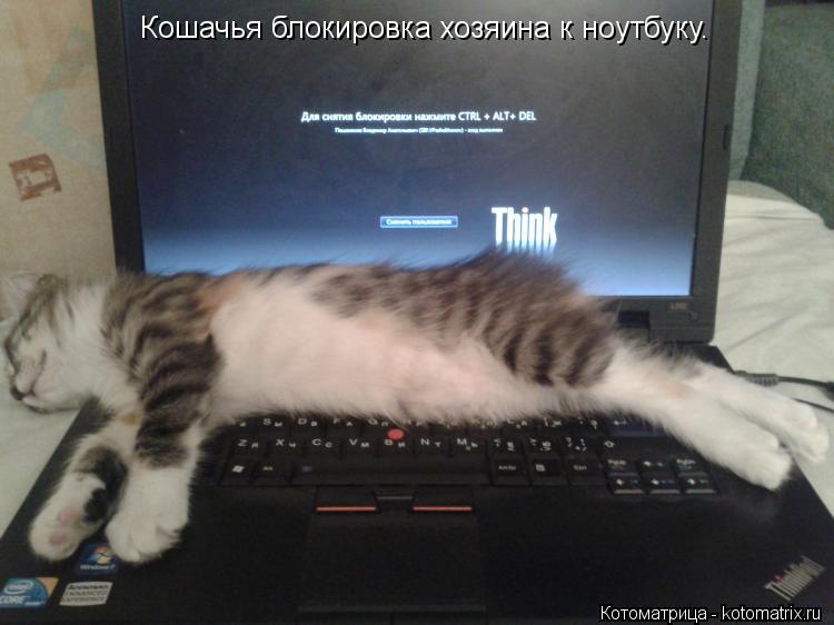 Котоматрица: Кошачья блокировка хозяина к ноутбуку.