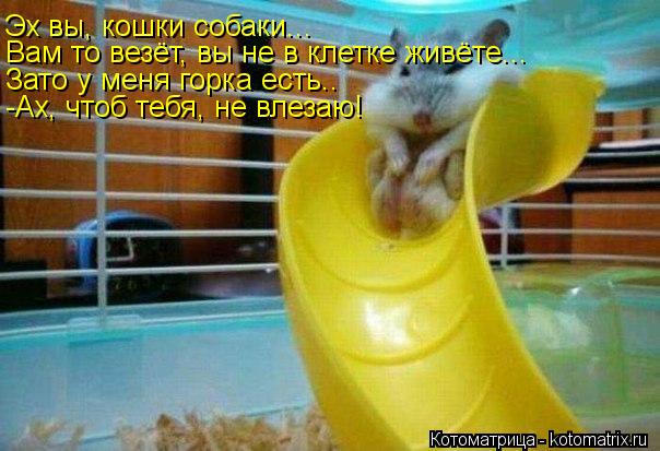 Эх вы, кошки собаки... Вам то везёт, вы не в клетке живёте... Зато у меня горка есть.. -Ах, чтоб тебя... Котоматрица: Эх вы, кошки собаки... Вам то везёт, вы не в клетке живёте... Зато у меня горка есть.. -Ах, чтоб тебя, не влезаю!