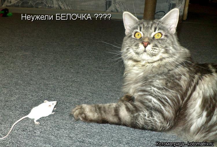 Неужели БЕЛОЧКА ????... Котоматрица: Неужели БЕЛОЧКА ????