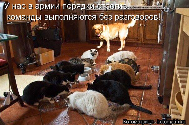 У нас в армии порядки строгие! команды выполняются без разговоров!... Котоматрица: У нас в армии порядки строгие! команды выполняются без разговоров!