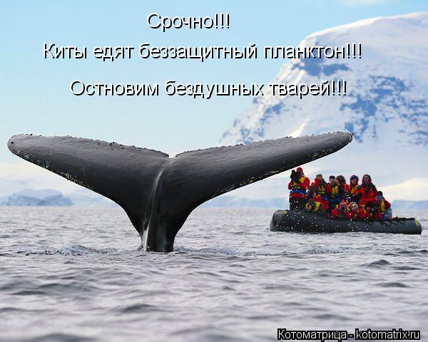Срочно!!! Киты едят беззащитный планктон!!! Остновим бездушных тварей!!!... Котоматрица: Срочно!!! Киты едят беззащитный планктон!!! Остновим бездушных тварей!!!