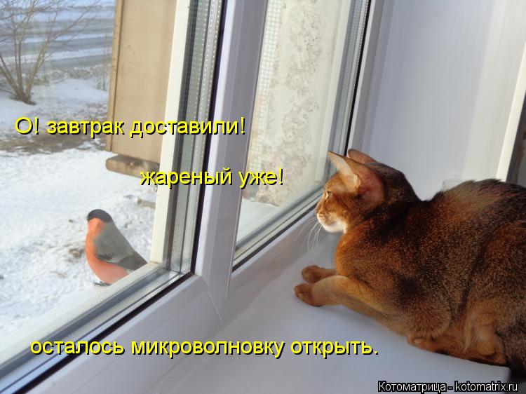 О! завтрак доставили! жареный уже! осталось микроволновку открыть.... Котоматрица: О! завтрак доставили! жареный уже! осталось микроволновку открыть.