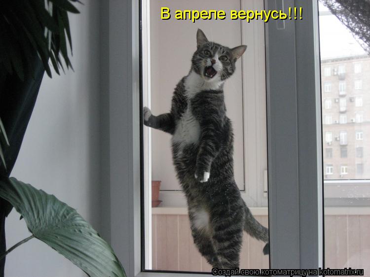 В апреле вернусь!!!... Котоматрица: В апреле вернусь!!!