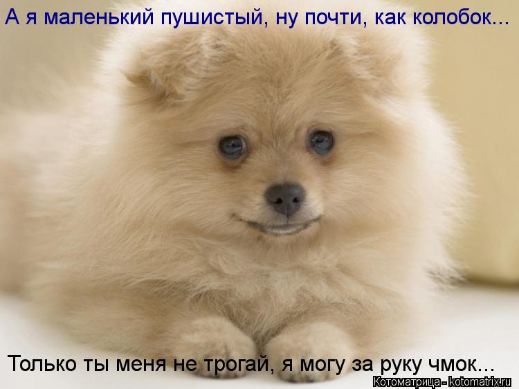 А я маленький пушистый, ну почти, как колобок... Только ты меня не трогай, я могу за руку чмок...... Котоматрица: А я маленький пушистый, ну почти, как колобок... Только ты меня не трогай, я могу за руку чмок...