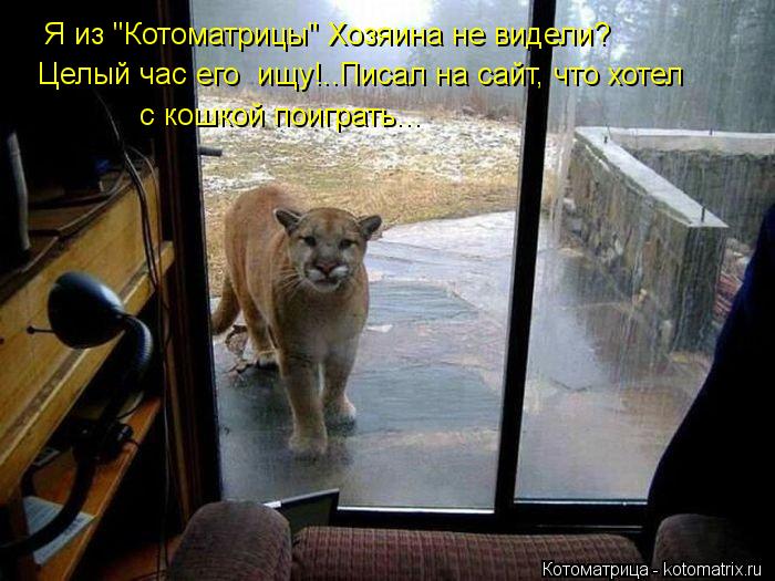 Я из "Котоматрицы" Хозяина не видели? с кошкой поиграть... Целый час его ищу!..Писал на сайт, что хо... Котоматрица: Я из "Котоматрицы" Хозяина не видели? с кошкой поиграть... Целый час его ищу!..Писал на сайт, что хотел