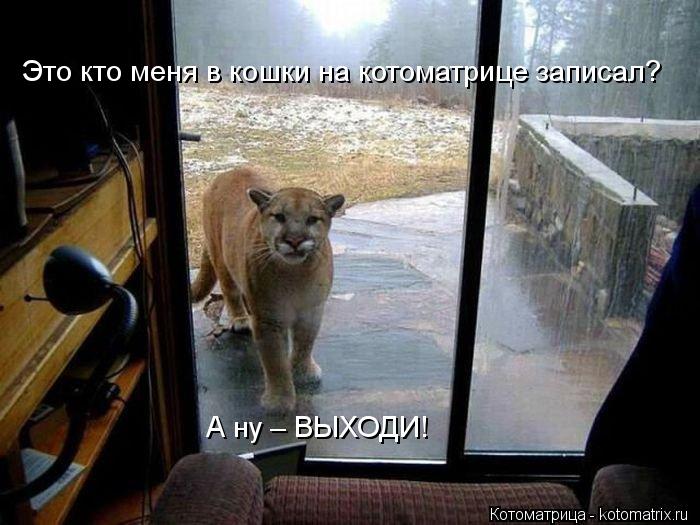 Это кто меня в кошки на котоматрице записал? А ну – ВЫХОДИ!... Котоматрица: Это кто меня в кошки на котоматрице записал? А ну – ВЫХОДИ!