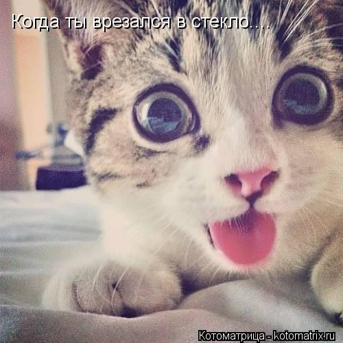 Когда ты врезался в стекло....... Котоматрица: Когда ты врезался в стекло....
