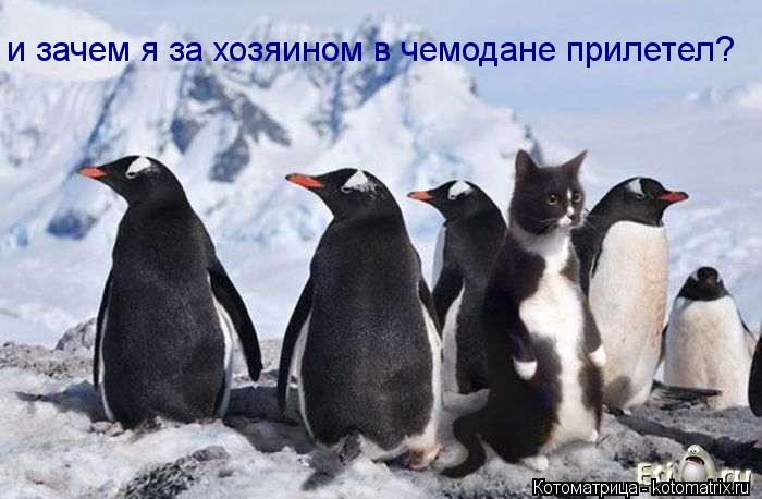 и зачем я за хозяином в чемодане прилетел?... Котоматрица: и зачем я за хозяином в чемодане прилетел?
