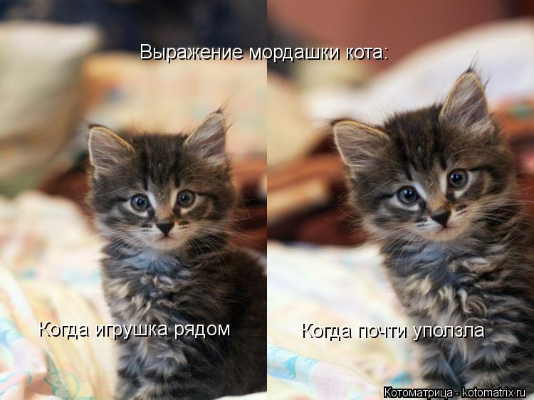 Выражение мордашки кота: Когда игрушка рядом Когда почти уползла... Котоматрица: Выражение мордашки кота: Когда игрушка рядом Когда почти уползла