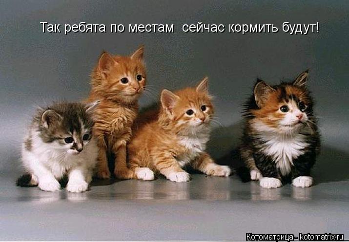 Так ребята по местам сейчас кормить будут!... Котоматрица: Так ребята по местам сейчас кормить будут!