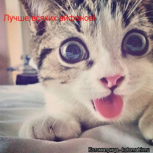 Лучше всяких айфонов!... Котоматрица: Лучше всяких айфонов!