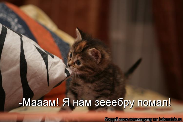 -Мааам! Я нам зееебру помал!... Котоматрица: -Мааам! Я нам зееебру помал!