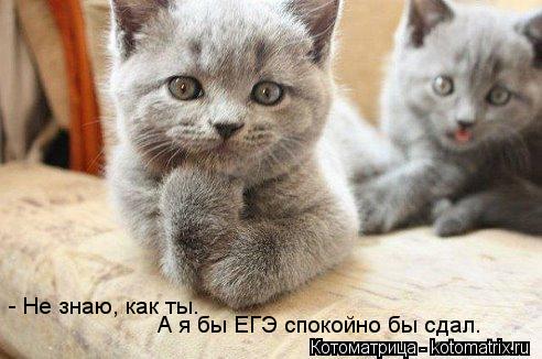 - Не знаю, как ты. А я бы ЕГЭ спокойно бы сдал.... Котоматрица: - Не знаю, как ты. А я бы ЕГЭ спокойно бы сдал.