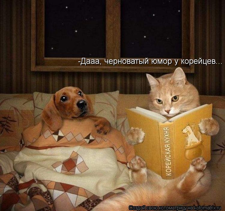 -Дааа, черноватый юмор у корейцев...... Котоматрица: -Дааа, черноватый юмор у корейцев...