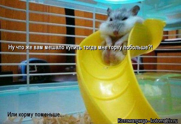 Ну что же вам мешало купить тогда мне горку побольше?! Или корму поменьше...... Котоматрица: Ну что же вам мешало купить тогда мне горку побольше?! Или корму поменьше...