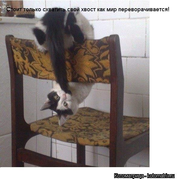 Стоит только схватить свой хвост как мир переворачивается!... Котоматрица: Стоит только схватить свой хвост как мир переворачивается!