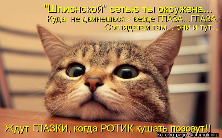 Ждут ГЛАЗКИ, когда РОТИК кушать позовут!! Соглядатаи там... они и тут.... Куда не двинешься - везде ... Котоматрица: Ждут ГЛАЗКИ, когда РОТИК кушать позовут!! Соглядатаи там... они и тут.... Куда не двинешься - везде ГЛАЗА...ГЛАЗА... "Шпионской" сетью ты окружена