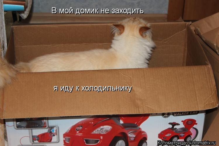 В мой домик не заходить я иду к холодильнику... Котоматрица: В мой домик не заходить я иду к холодильнику