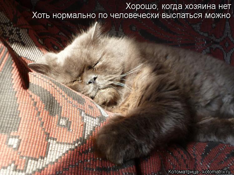 Хорошо, когда хозяина нет Хоть нормально по человечески выспаться можно... Котоматрица: Хорошо, когда хозяина нет Хоть нормально по человечески выспаться можно