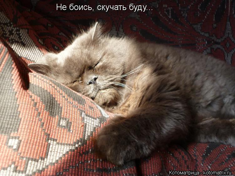 Не боись, скучать буду...... Котоматрица: Не боись, скучать буду...