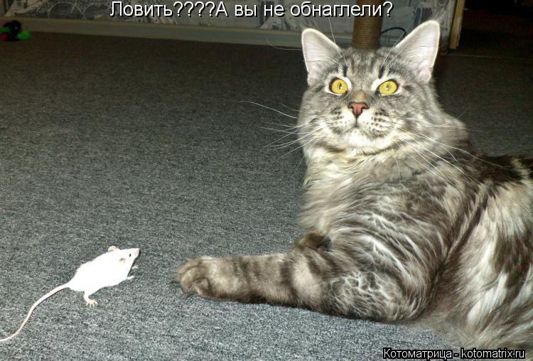 Ловить????А вы не обнаглели?... Котоматрица: Ловить????А вы не обнаглели?