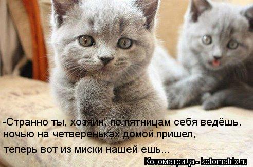 Ну как? Вкусно теперь вот из миски нашей ешь... ночью на четвереньках домой пришел, -Странно ты, хозя... Котоматрица: Ну как? Вкусно теперь вот из миски нашей ешь... ночью на четвереньках домой пришел, -Странно ты, хозяин, по пятницам себя ведёшь.