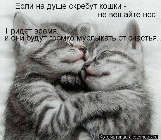 Котоматрица: Если на душе скребут кошки -  не вешайте нос...  Придет время,  и они будут громко мурлыкать от счастья...