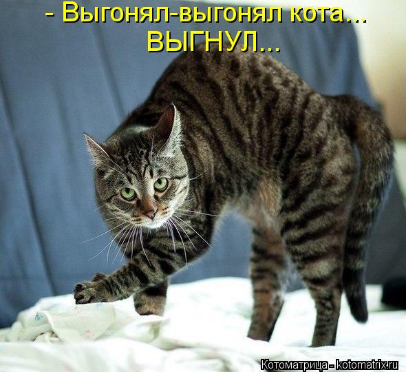 http://kotomatrix.ru/images/lolz/2013/11/19/kotomatritsa_1x.jpg