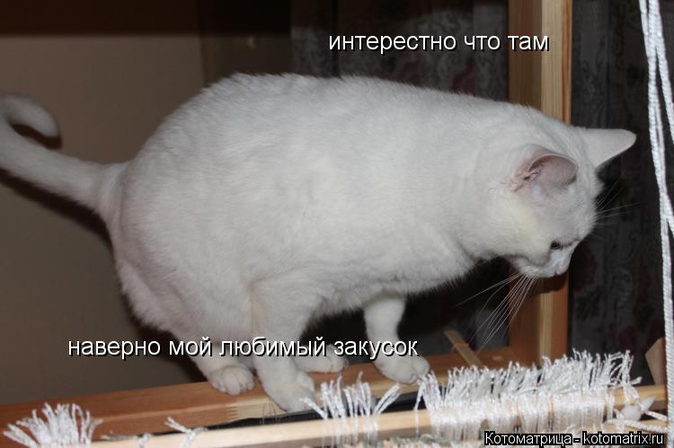 интерестно что там наверно мой любимый закусок... Котоматрица: интерестно что там наверно мой любимый закусок
