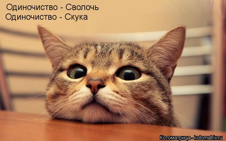 Одиночиство - Сволочь Одиночиство - Скука... Котоматрица: Одиночиство - Сволочь Одиночиство - Скука