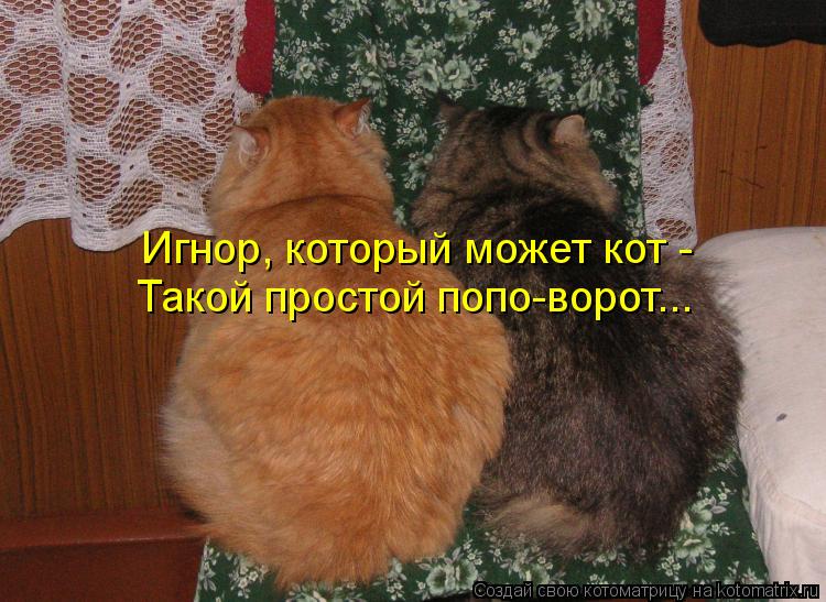 Игнор, который может кот - Такой простой попо-ворот...... Котоматрица: Игнор, который может кот - Такой простой попо-ворот...