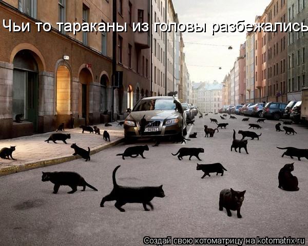Чьи то тараканы из головы разбежались.... Котоматрица: Чьи то тараканы из головы разбежались.