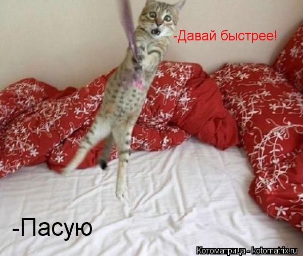 -Пасую -Давай быстрее!... Котоматрица: -Пасую -Давай быстрее!