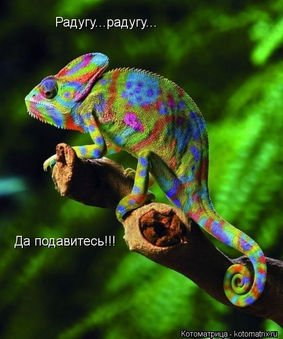 Да подавитесь!!! Радугу...радугу...... Котоматрица: Да подавитесь!!! Радугу...радугу...