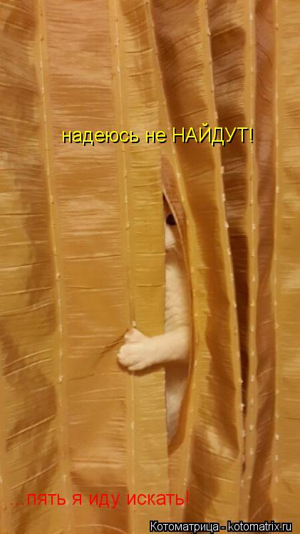 ...пять я иду искать! надеюсь не НАЙДУТ!... Котоматрица: ...пять я иду искать! надеюсь не НАЙДУТ!