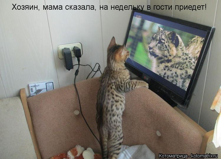 Хозяин, мама сказала, на недельку в гости приедет!... Котоматрица: Хозяин, мама сказала, на недельку в гости приедет!