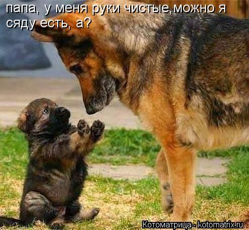 папа только не надо мне надевать папа, у меня руки чистые,можно я сяду есть, а?... Котоматрица: папа только не надо мне надевать папа, у меня руки чистые,можно я сяду есть, а?