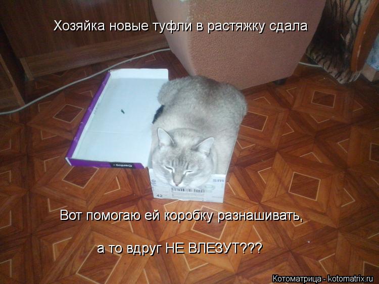 Хозяйка новые туфли в растяжку сдала Вот помогаю ей коробку разнашивать, Вот помогаю ей коробку разна... Котоматрица: Хозяйка новые туфли в растяжку сдала Вот помогаю ей коробку разнашивать, Вот помогаю ей коробку разнашивать, а то вдруг НЕ ВЛЕЗУТ??? а то вдр