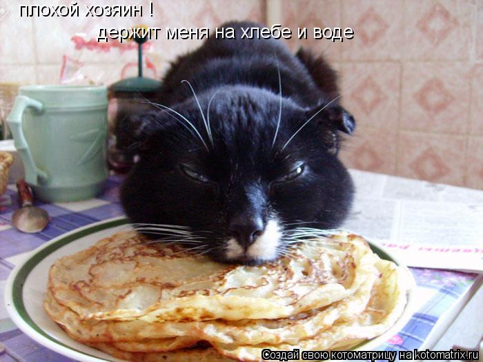 плохой хозяин ! держит меня на хлебе и воде... Котоматрица: плохой хозяин ! держит меня на хлебе и воде
