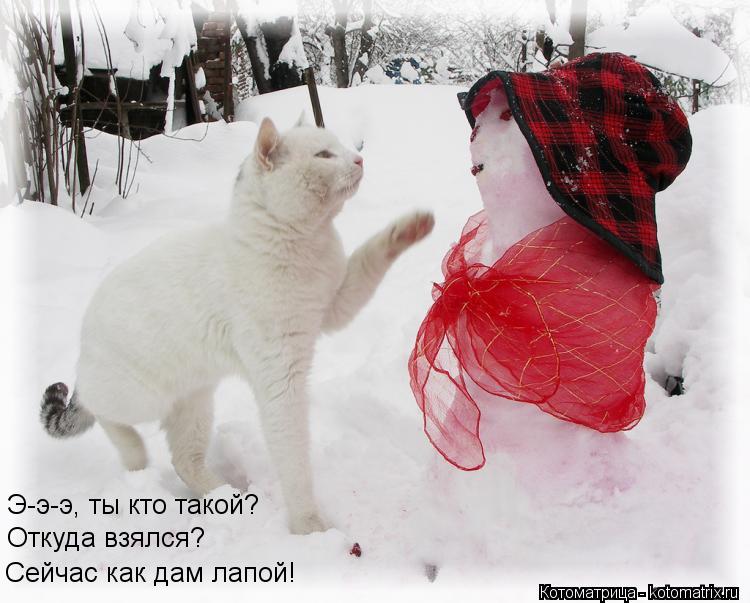 Э-э-э, ты кто такой? Откуда взялся? Сейчас как дам лапой!... Котоматрица: Э-э-э, ты кто такой? Откуда взялся? Сейчас как дам лапой!