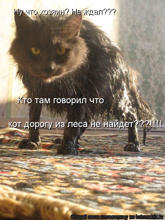 Ну что хозяин? Не ждал??? Кто там говорил что кот дорогу из леса не найдет???!!!!... Котоматрица: Ну что хозяин? Не ждал??? Кто там говорил что кот дорогу из леса не найдет???!!!!