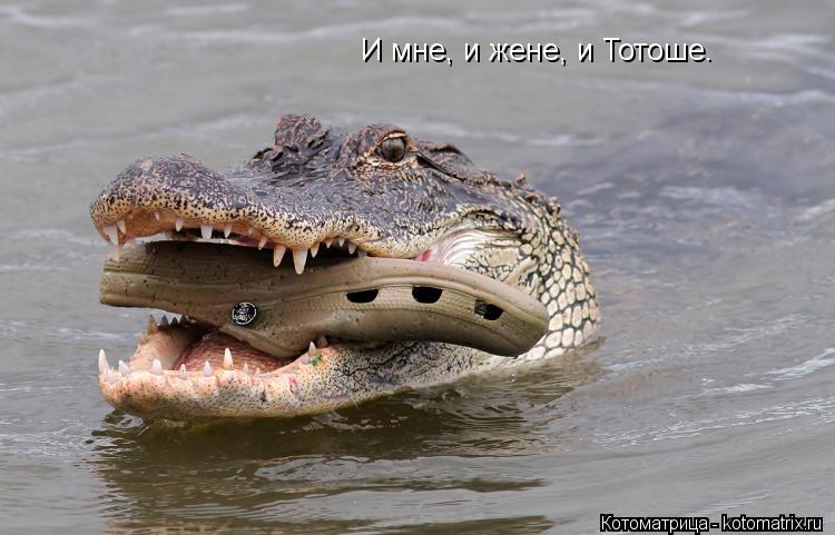 И мне, и жене, и Тотоше.... Котоматрица: И мне, и жене, и Тотоше.