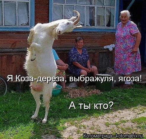 Я Коза-дереза, выбражуля, ягоза! А ты кто?... Котоматрица: Я Коза-дереза, выбражуля, ягоза! А ты кто?