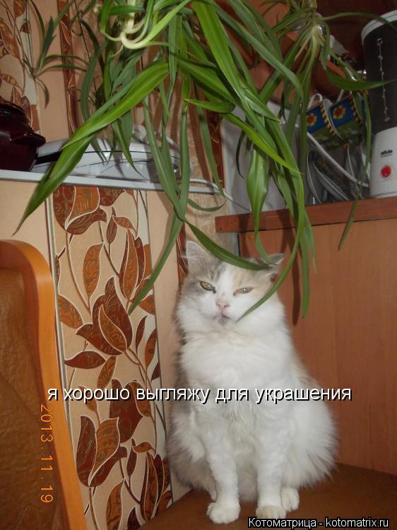 я хорошо выгляжу для украшения... Котоматрица: я хорошо выгляжу для украшения