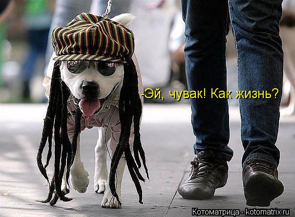 Котоматрица: -Эй, чувак! Как жизнь?